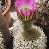 Echinocereus grandis ©JLcoll.1208.jpg